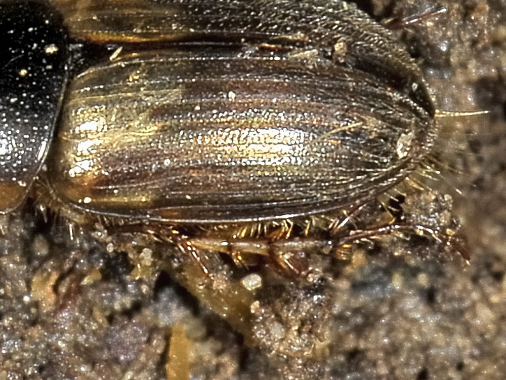 Aphodius (Melinopterus) prodromus